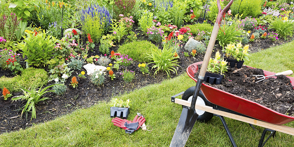 Preparing Your Backyard Garden 
