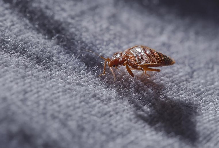 Bed Bug Basics: What You Need To Know