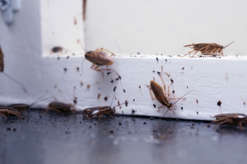 5 Easy Ways to Handle Pest Infestation